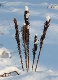 Matteuccia struthiopteris