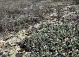 Lomelosia gumbetica