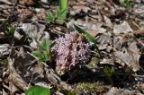 Petasites hybridus