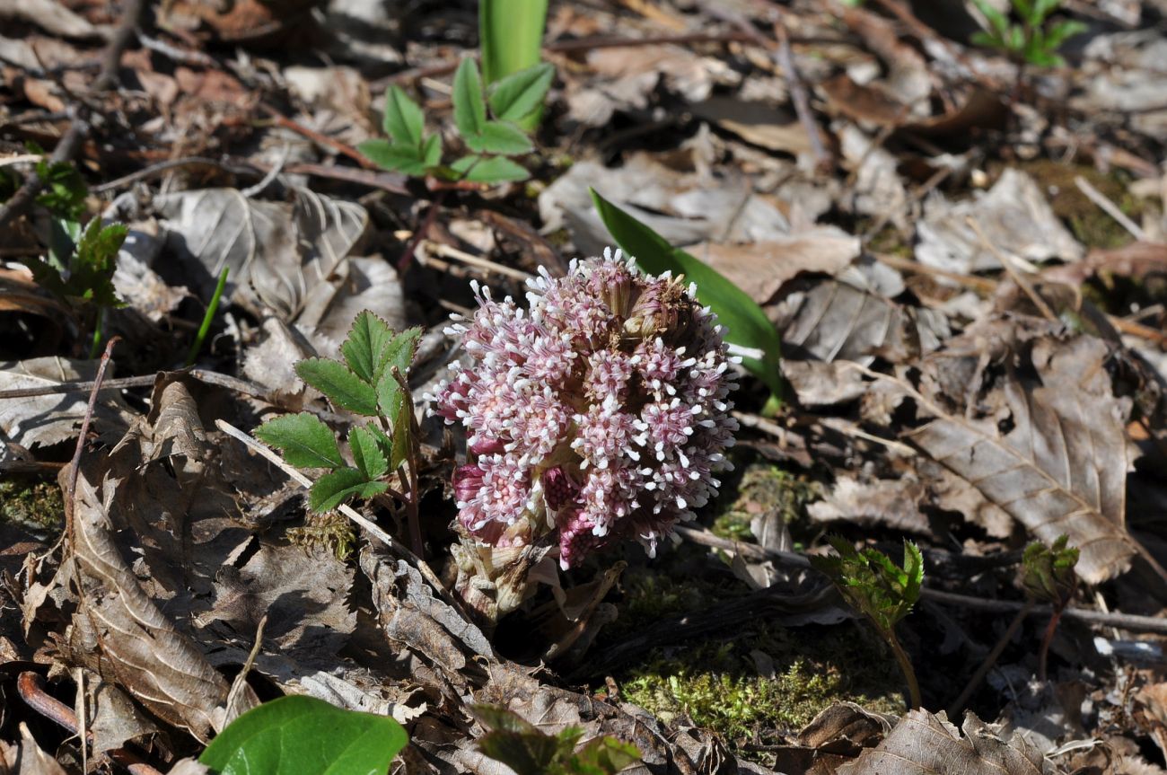 Image of Petasites hybridus specimen.