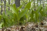Convallaria majalis. Зацветающие растения. Краснодарский край, м/о г. Новороссийск, гора Самбурова, скальнодубово-грабинниковый лес на северном склоне. 28.04.2019.