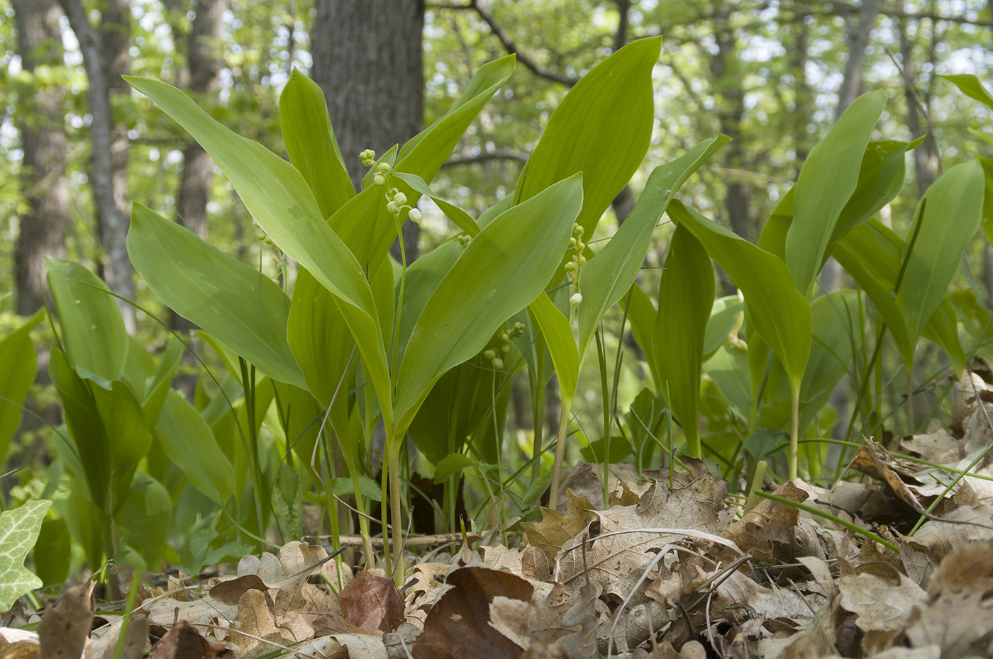 Изображение особи Convallaria majalis.