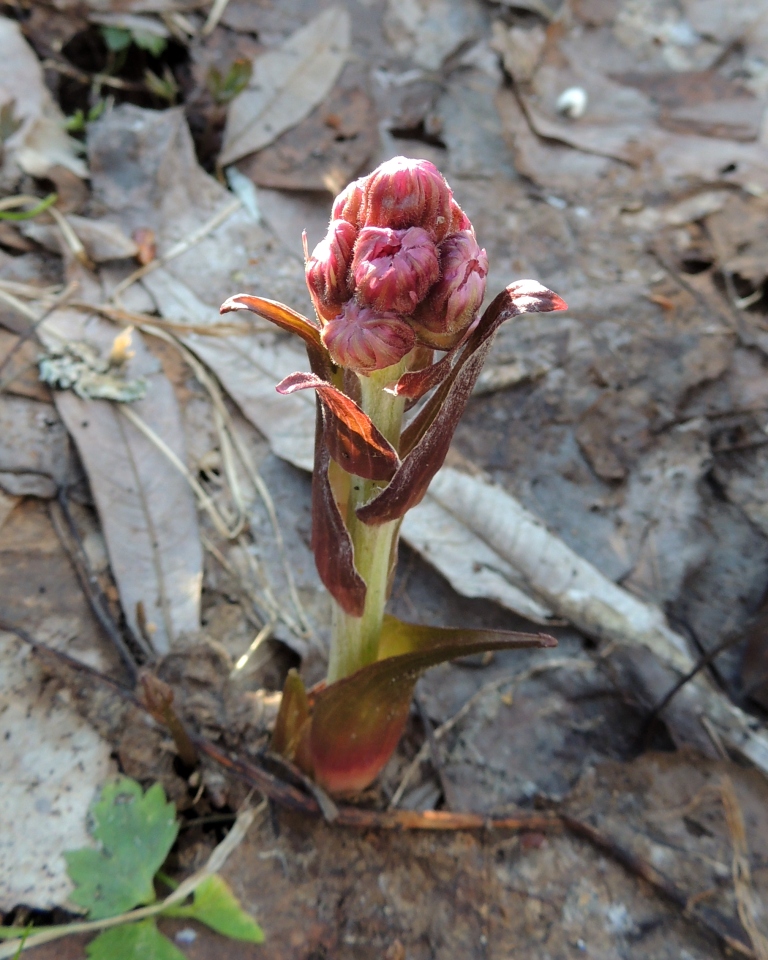 Image of Petasites frigidus specimen.