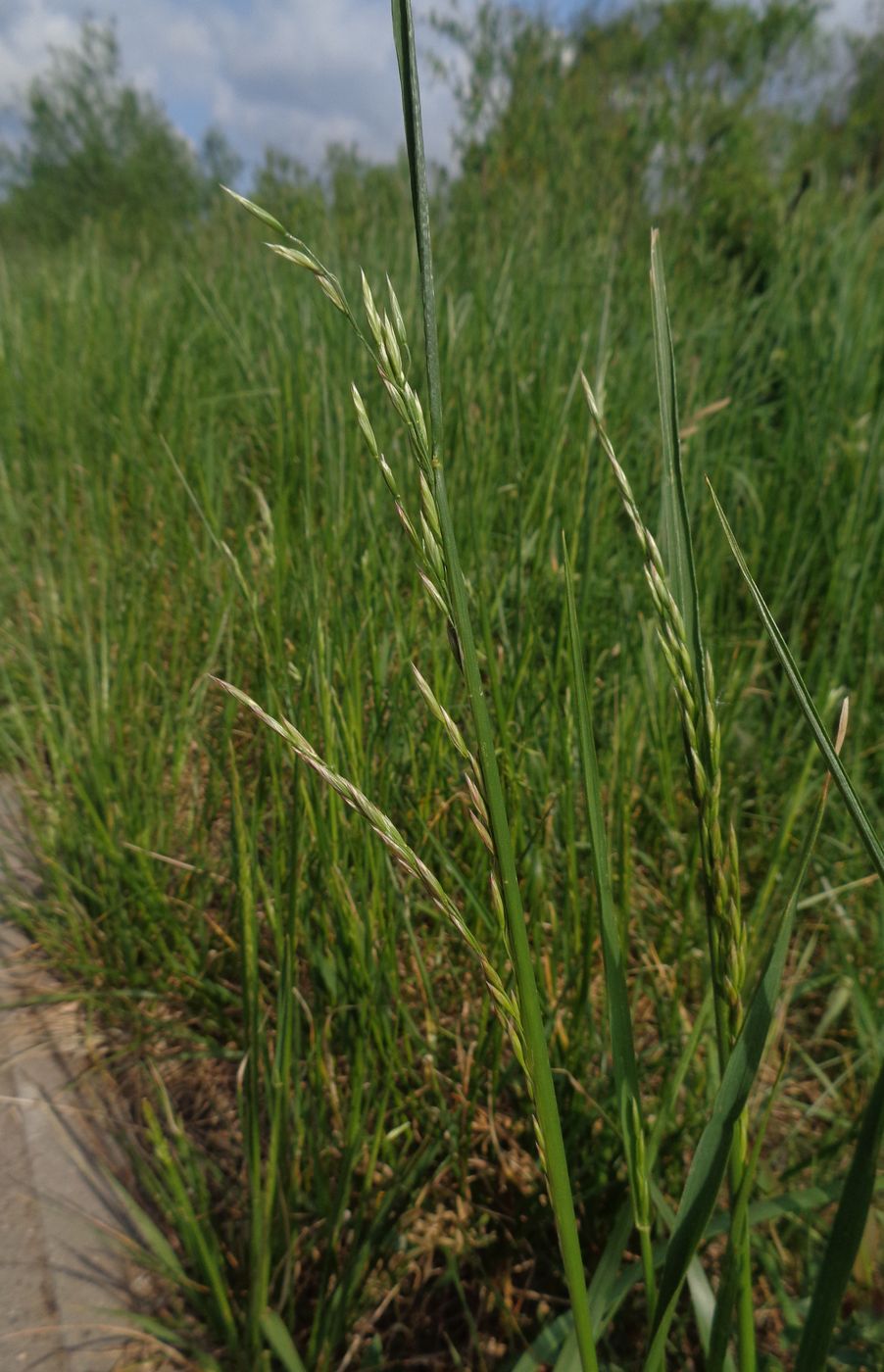 Изображение особи Festuca pratensis.