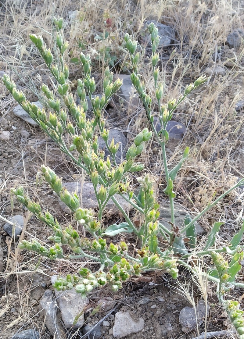 Изображение особи семейство Boraginaceae.