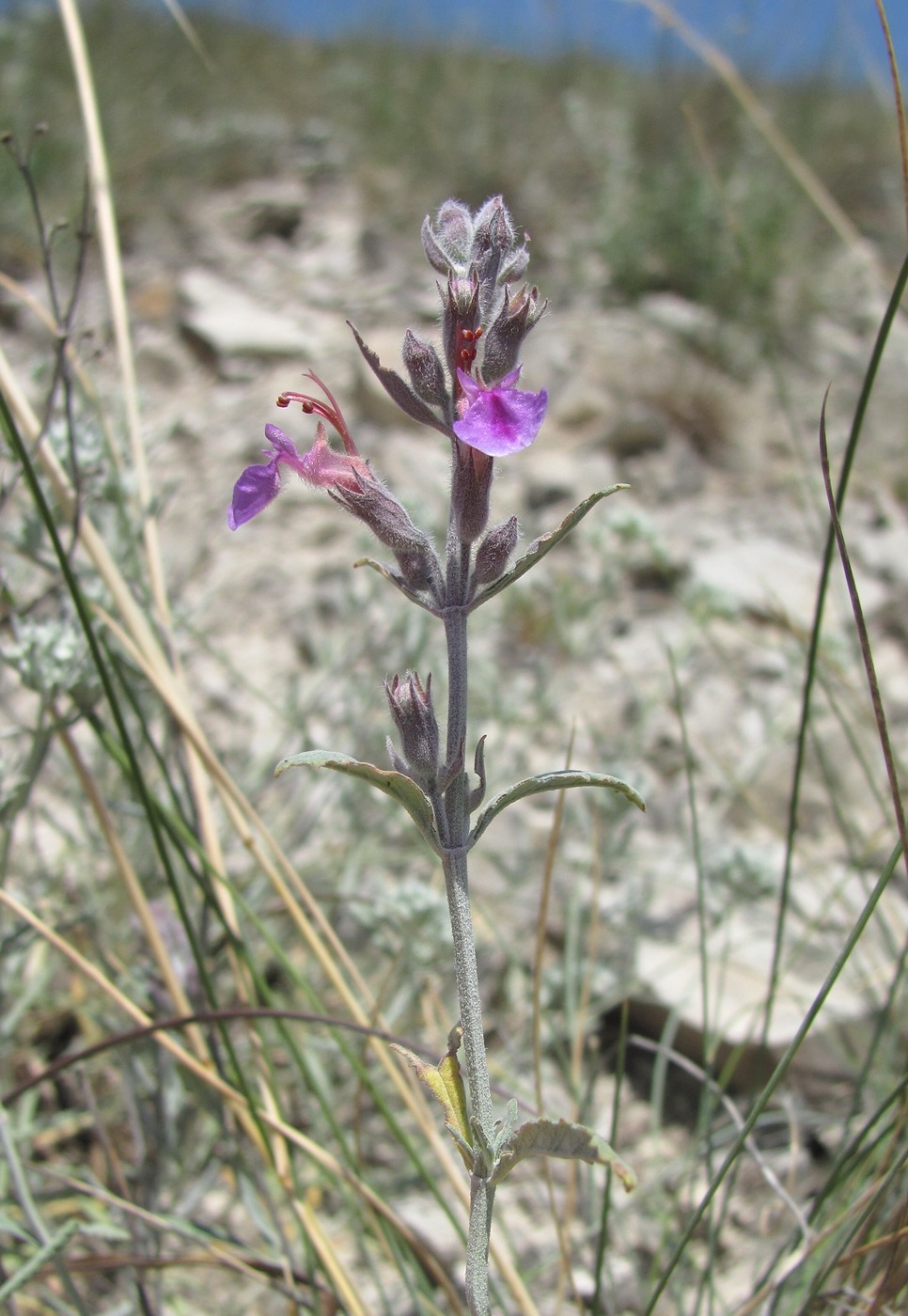 Image of Teucrium canum specimen.