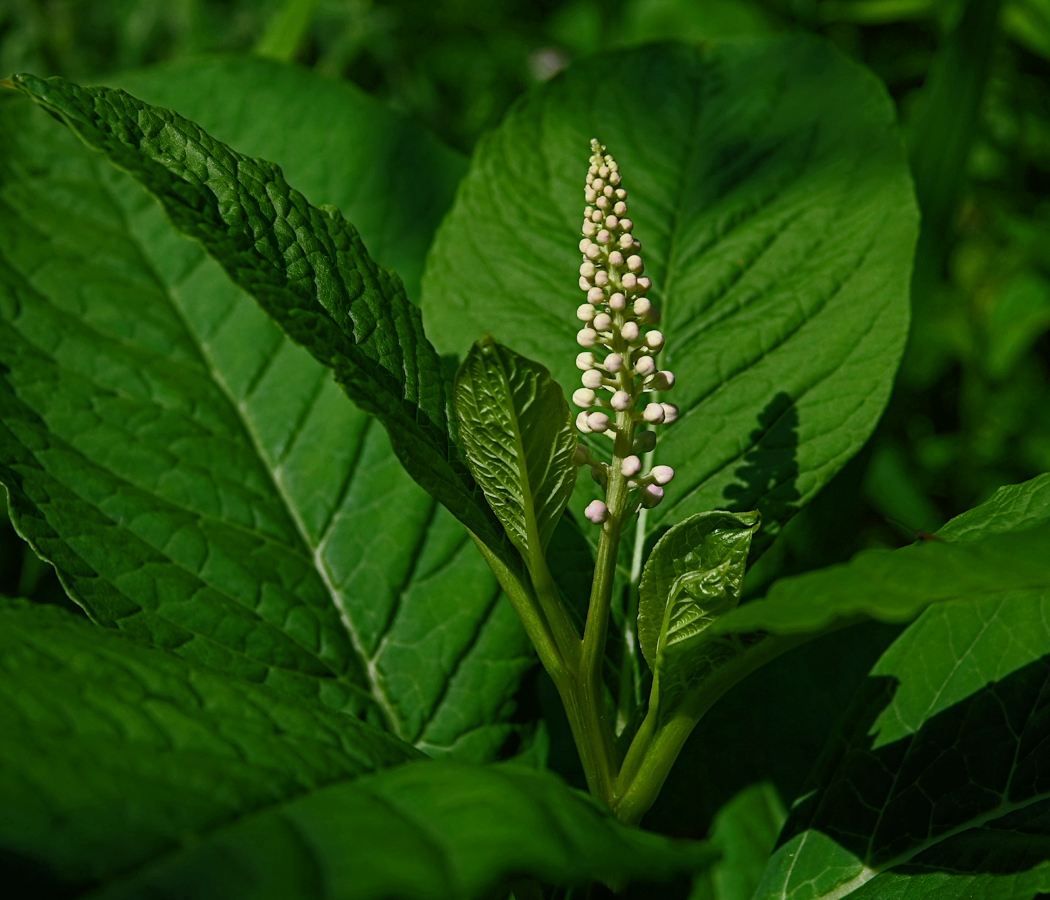 Image of Phytolacca acinosa specimen.