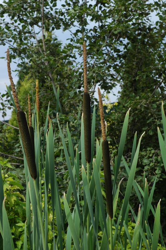 Изображение особи Typha latifolia.