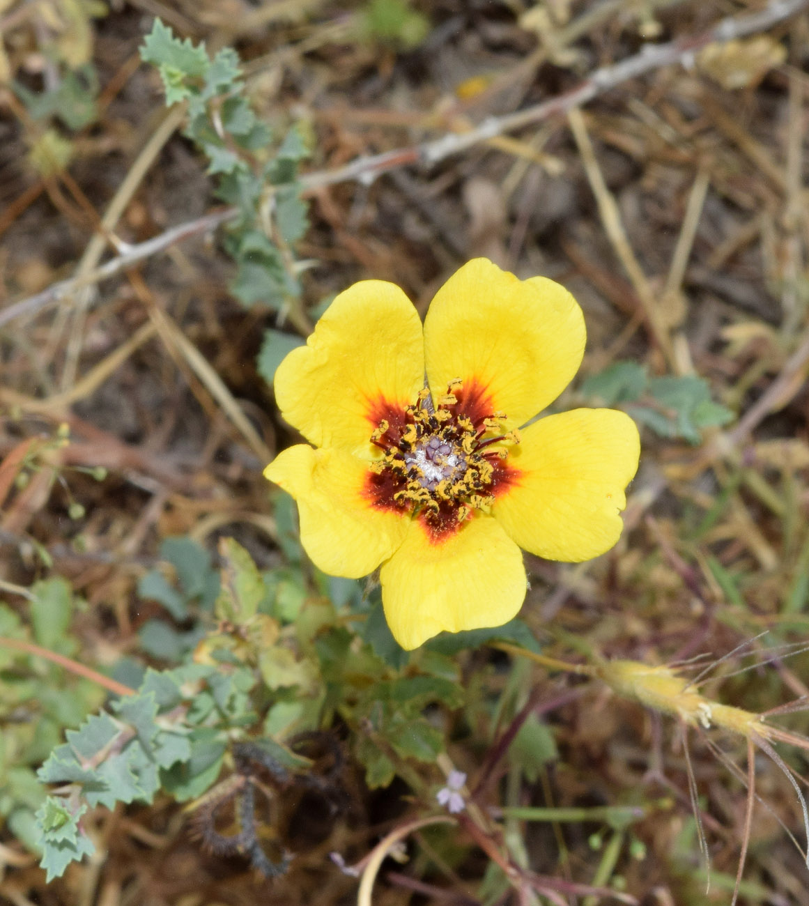 Image of Rosa persica specimen.