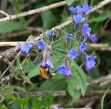 Pulmonaria mollis. Верхушка цветущего растения с фуражирующим шмелём. Казахстан, Восточно-Казахстанская обл., Уланский р-н, окр. с. Украинка, луг. 02.05.2013.