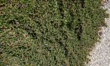 Ruschia lineolata