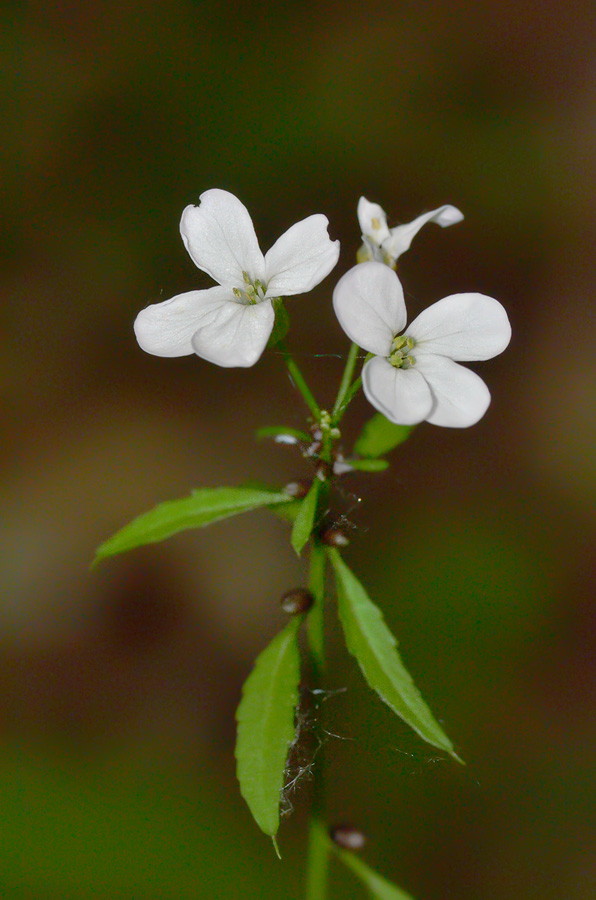 Image of Cardamine bulbifera specimen.