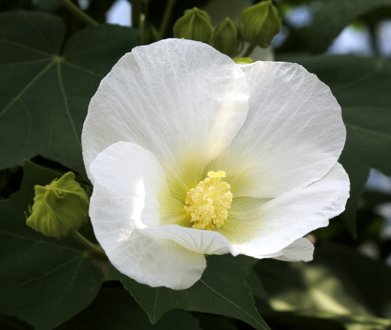 Image of genus Hibiscus specimen.