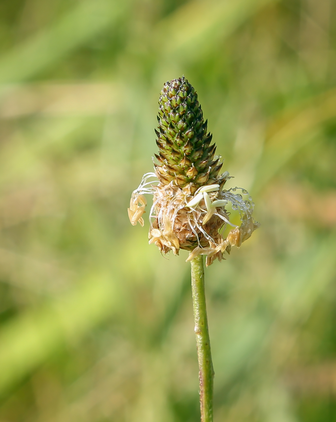 Изображение особи Plantago lanceolata.