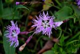 Dianthus sajanensis. Цветки. Башкирия, Белорецкий р-н, гора Большой Иремель, ≈ 1200 м н.у.м., субальпийский луг. 30.07.2019.