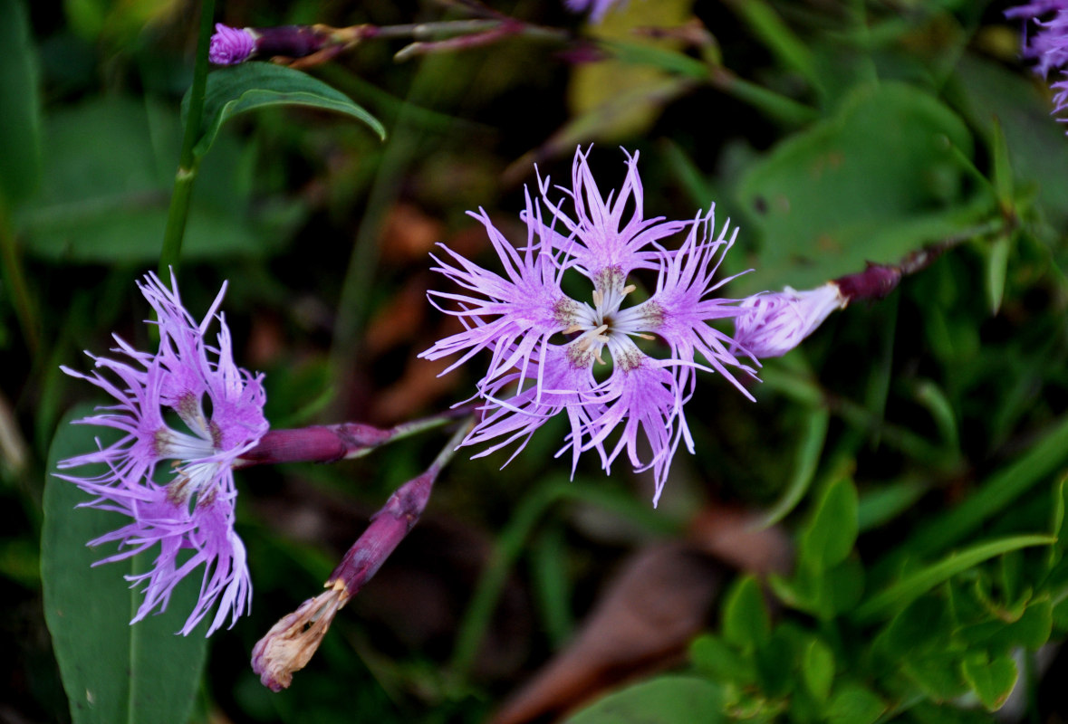 Изображение особи Dianthus sajanensis.