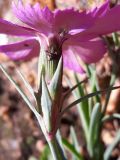 Dianthus versicolor