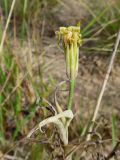 genus Tragopogon. Отцветшее соцветие. Татарстан, г. Казань, правый берег р. Казанка, песчаный пляж. 24.08.2019.