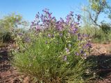 Astragalus nematodes