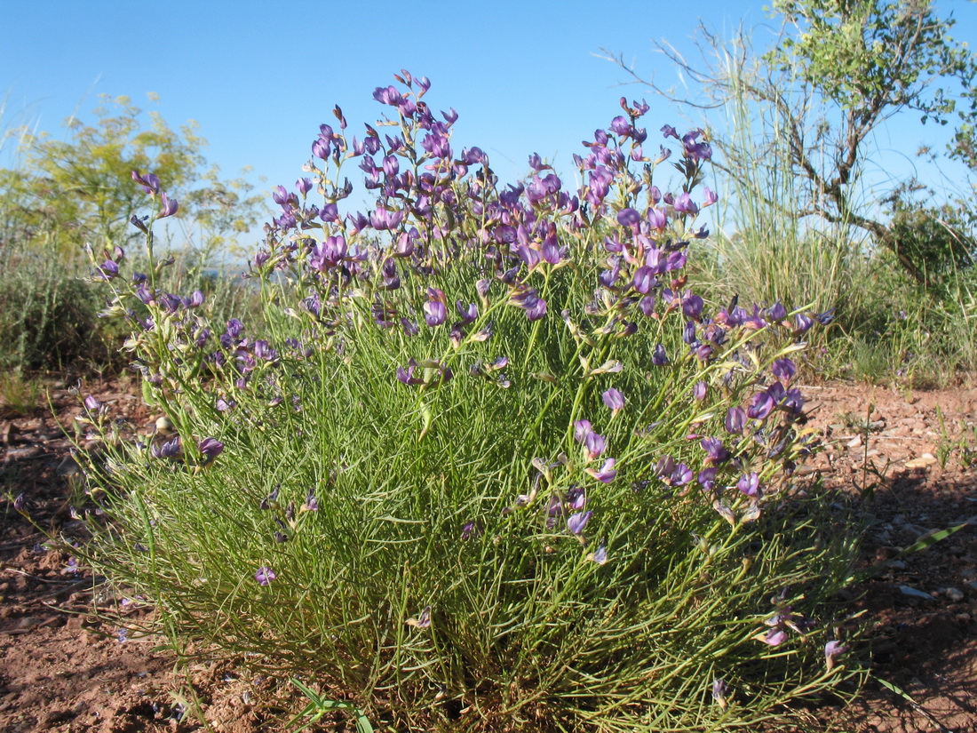 Изображение особи Astragalus nematodes.