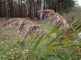 Phragmites australis