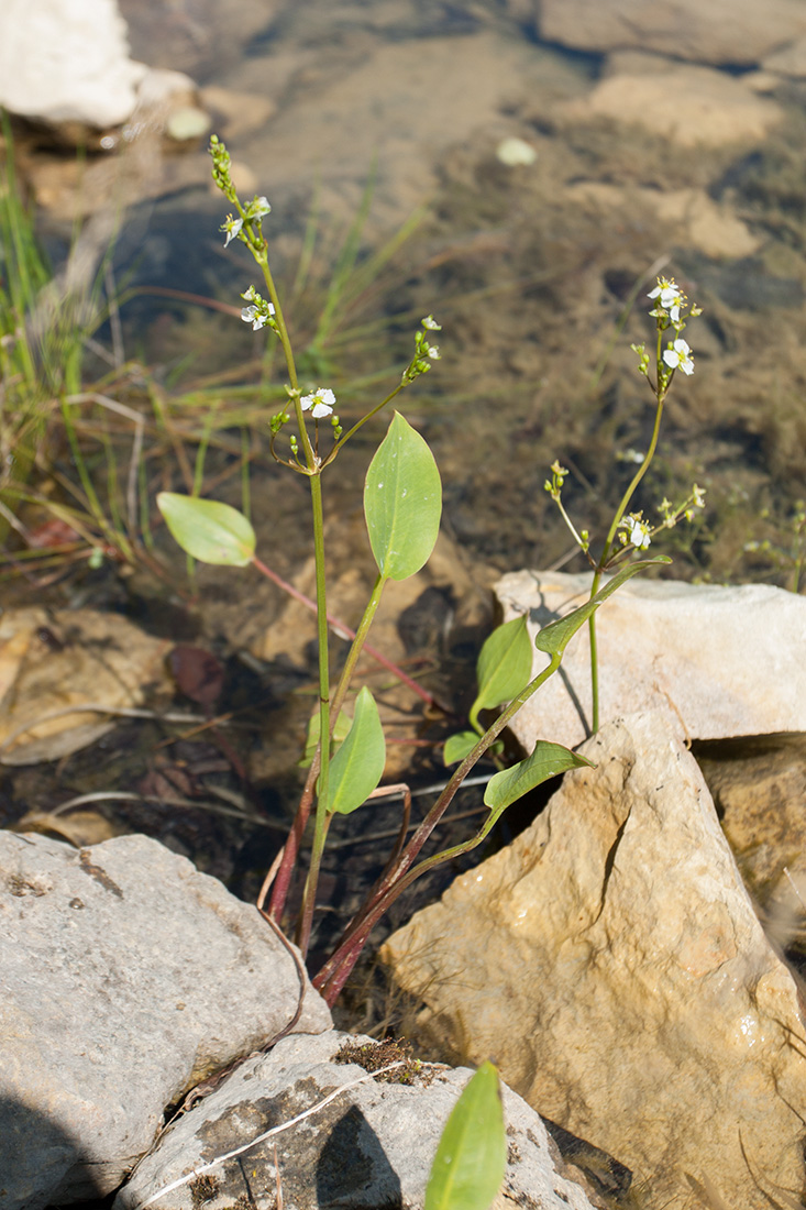 Image of Alisma plantago-aquatica specimen.