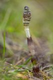 Equisetum telmateia