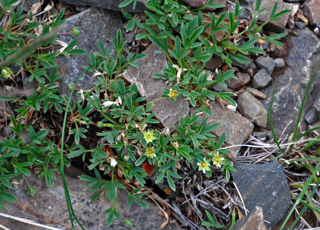 Изображение особи Sibbaldianthe adpressa.