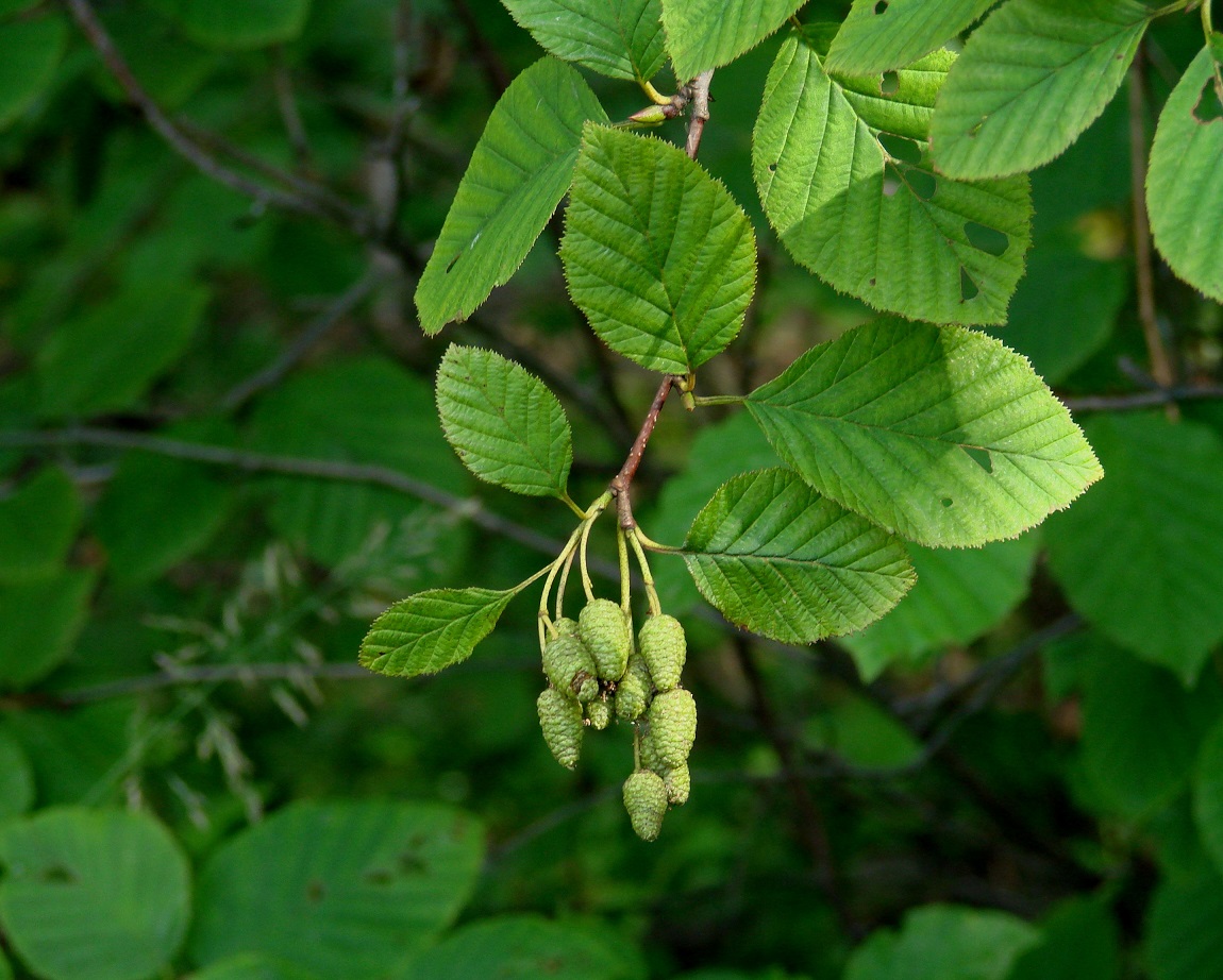 Изображение особи Duschekia fruticosa.