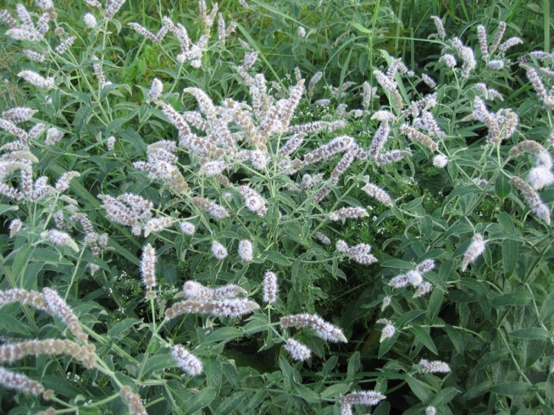 Image of Mentha longifolia specimen.