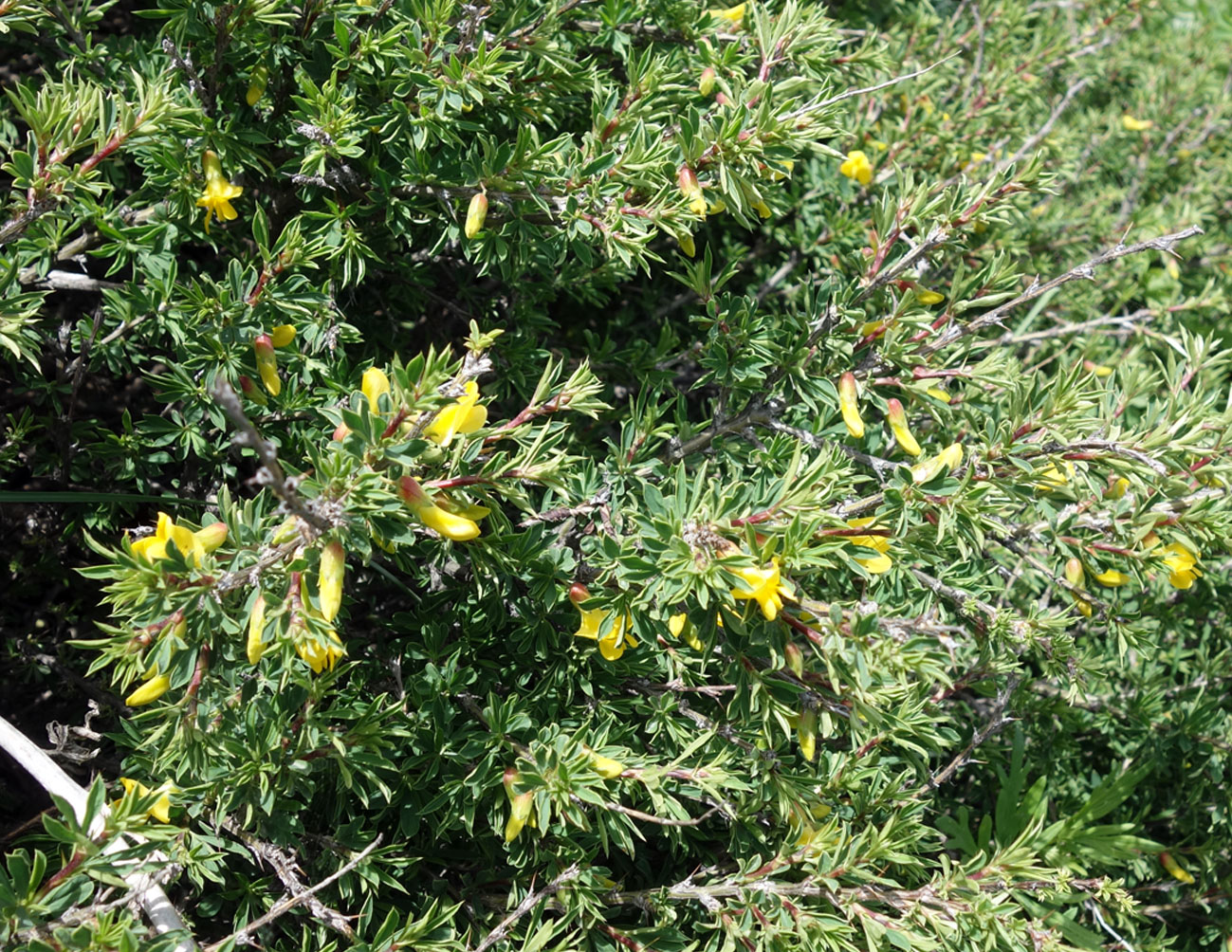 Изображение особи Caragana aurantiaca.