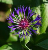 Centaurea montana