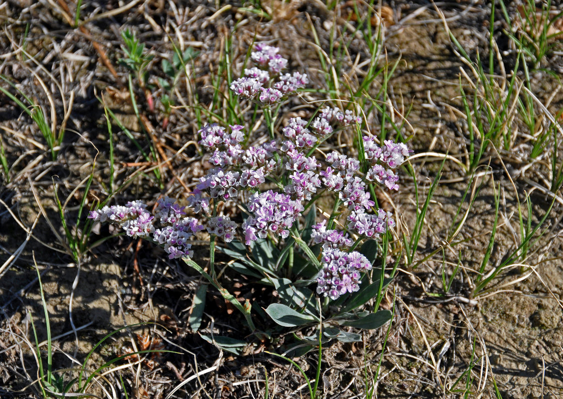 Изображение особи Goniolimon speciosum.