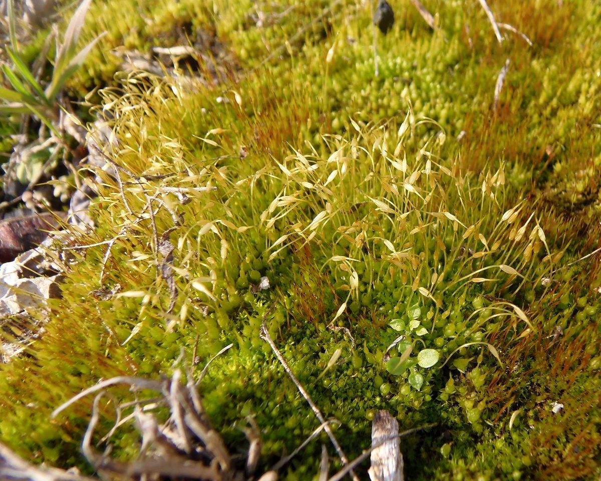 Image of Funaria hygrometrica specimen.