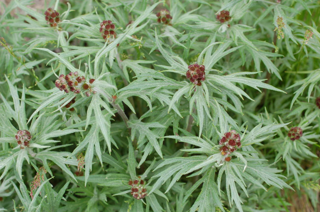 Изображение особи Artemisia tilesii.