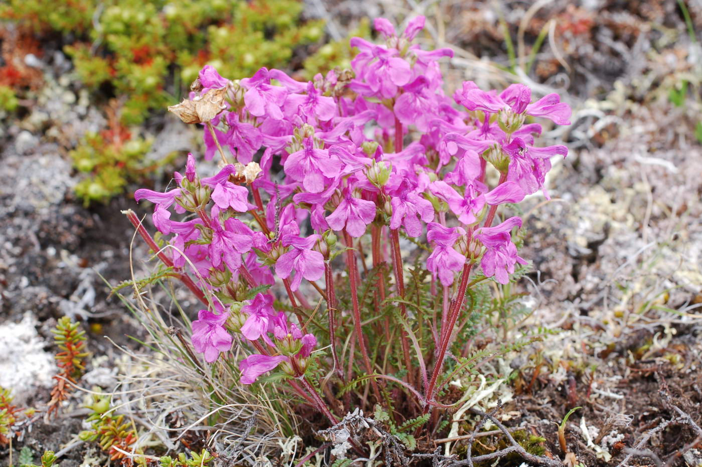 Image of Pedicularis amoena specimen.