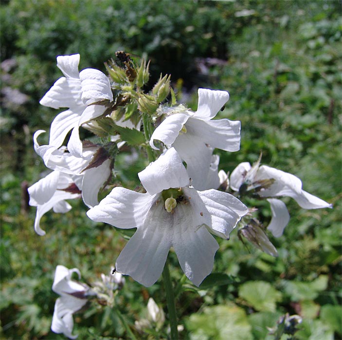 Image of Gadellia lactiflora specimen.