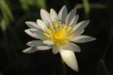 genus Nymphaea