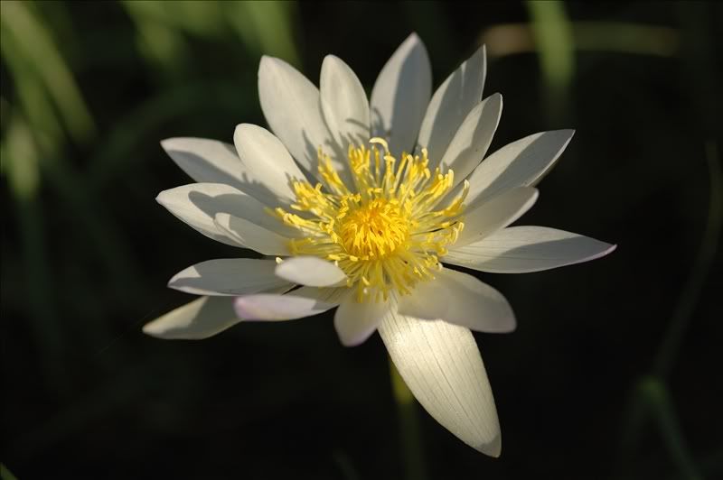 Image of genus Nymphaea specimen.