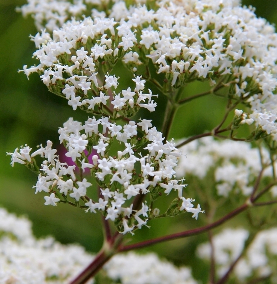 Image of genus Valeriana specimen.