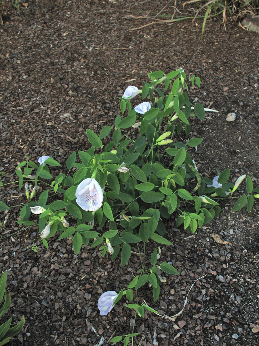 Image of Clitoria mariana specimen.