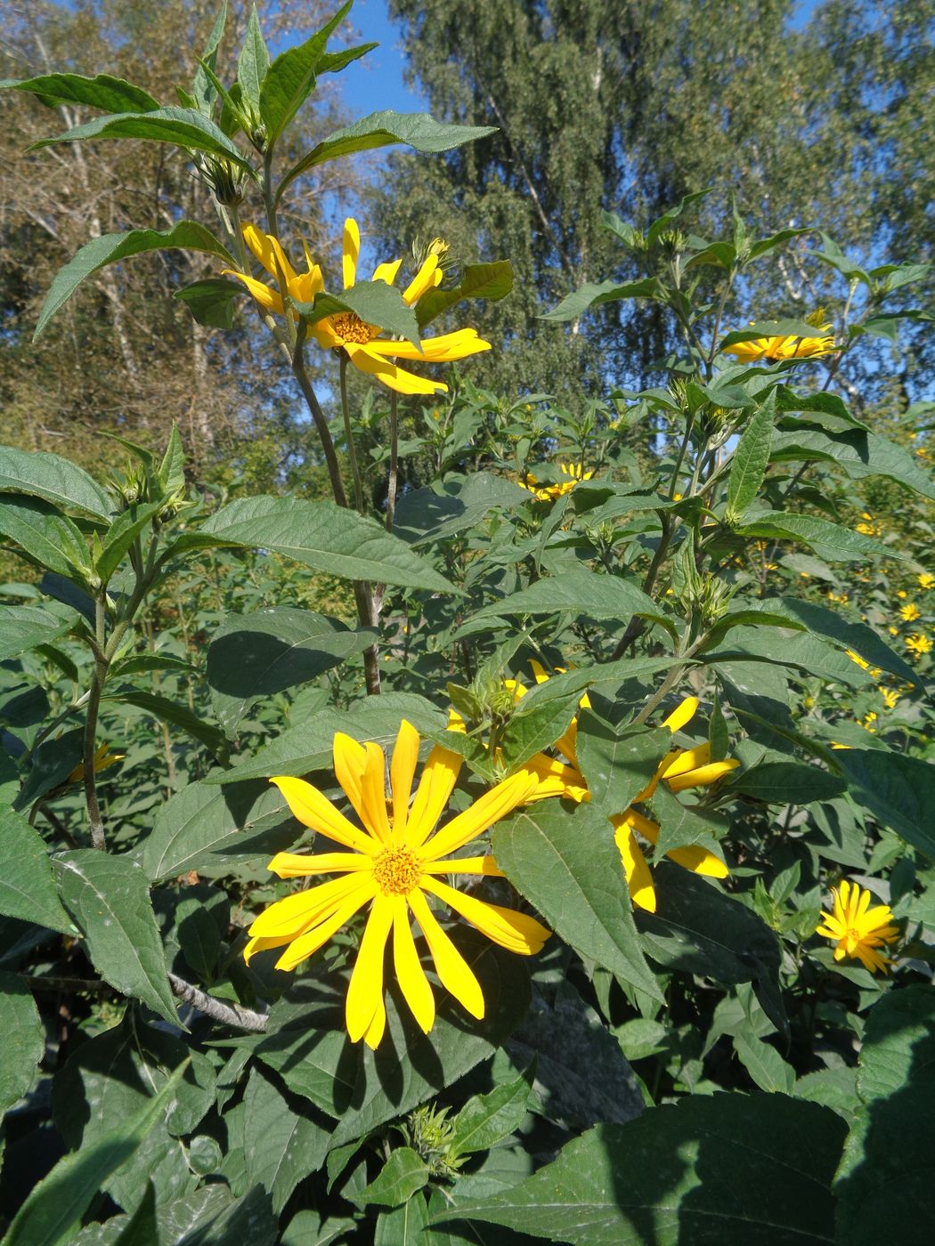 Image of Helianthus tuberosus specimen.