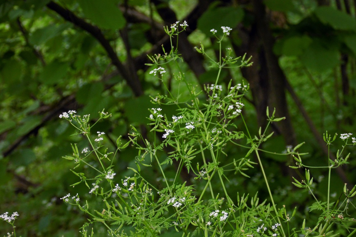 Image of Anthriscus cerefolium specimen.