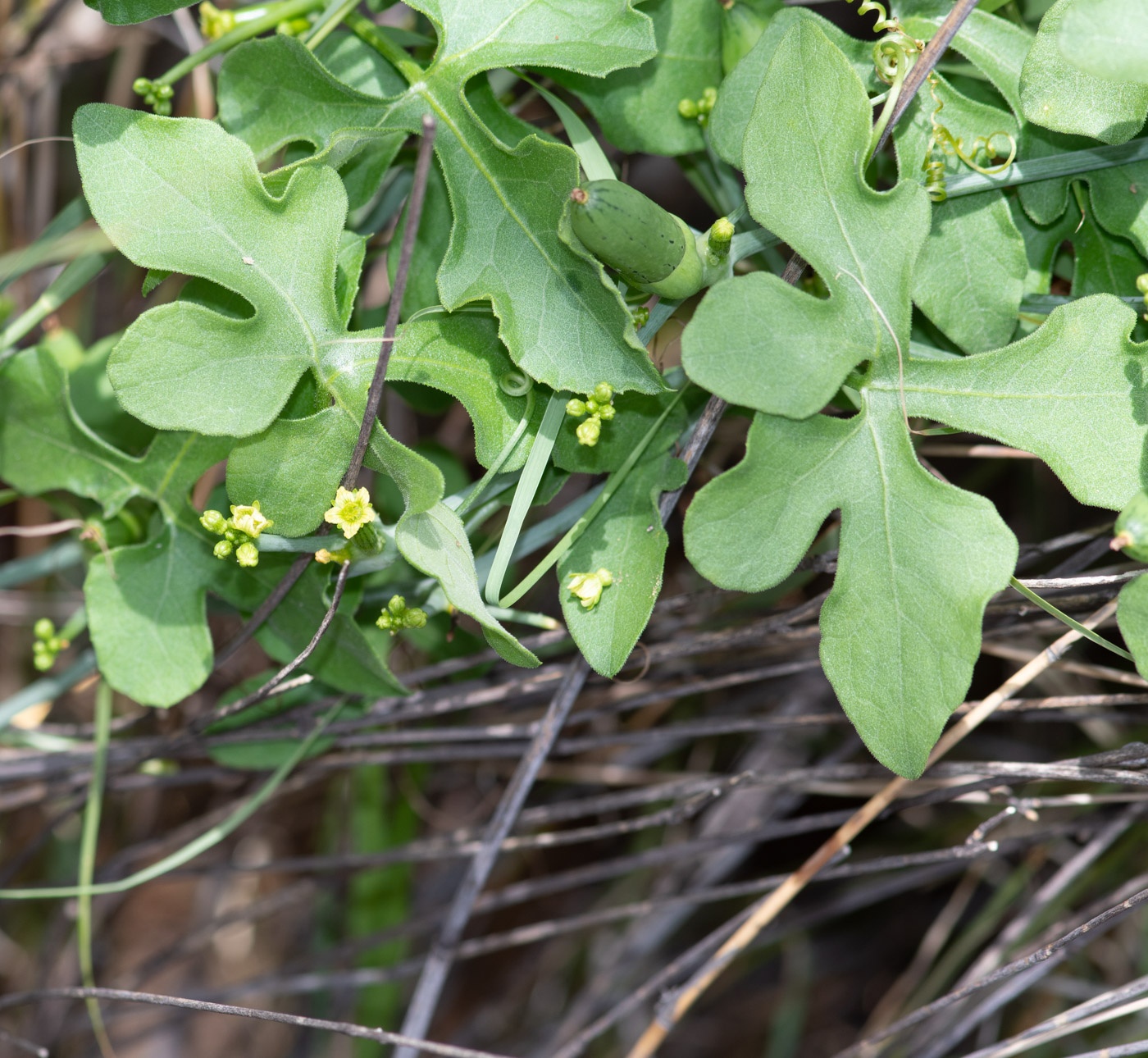 Изображение особи Corallocarpus welwitschii.