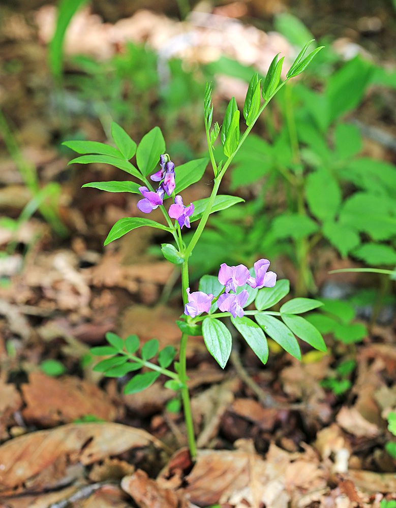 Изображение особи Lathyrus komarovii.