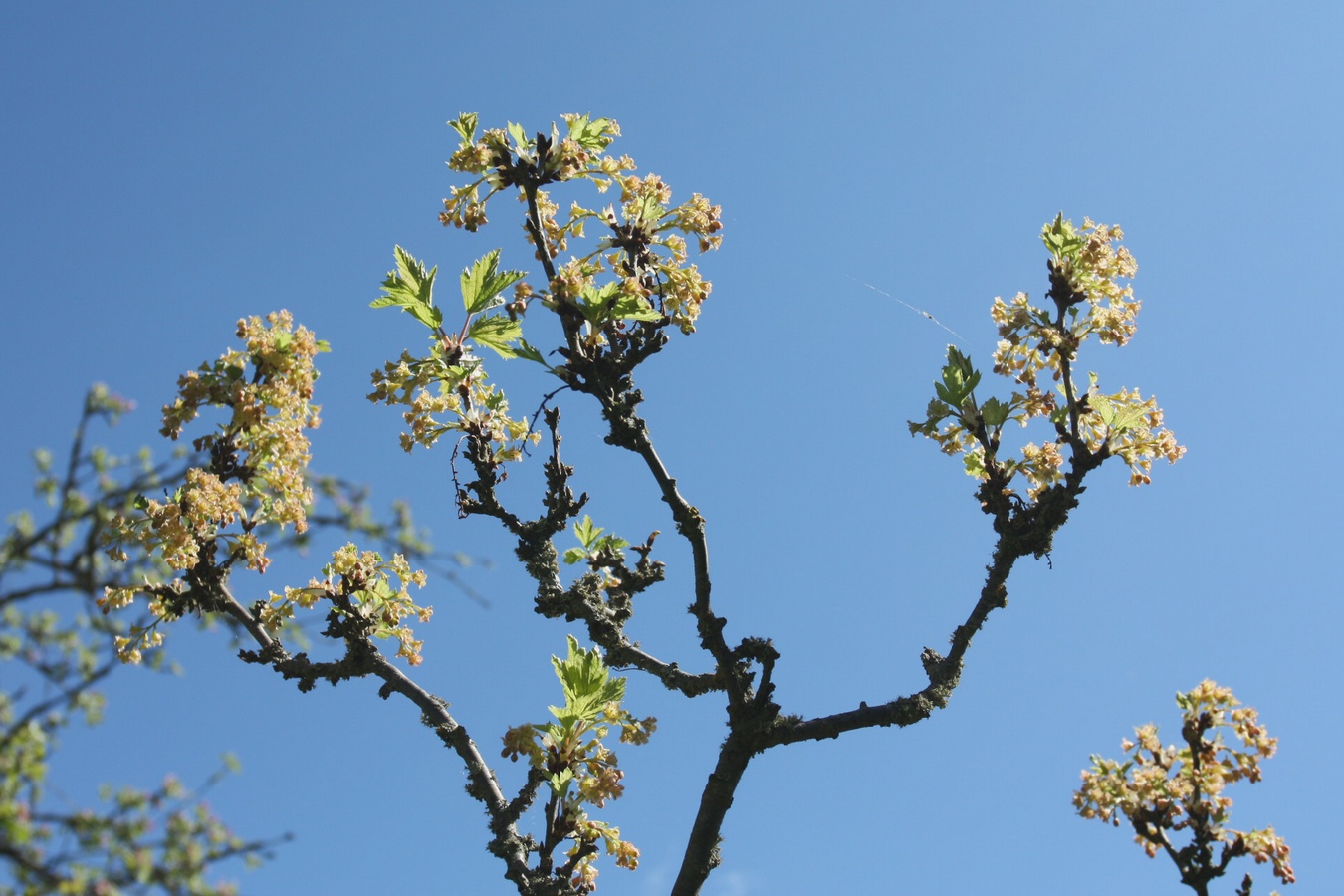Изображение особи Ribes rubrum.
