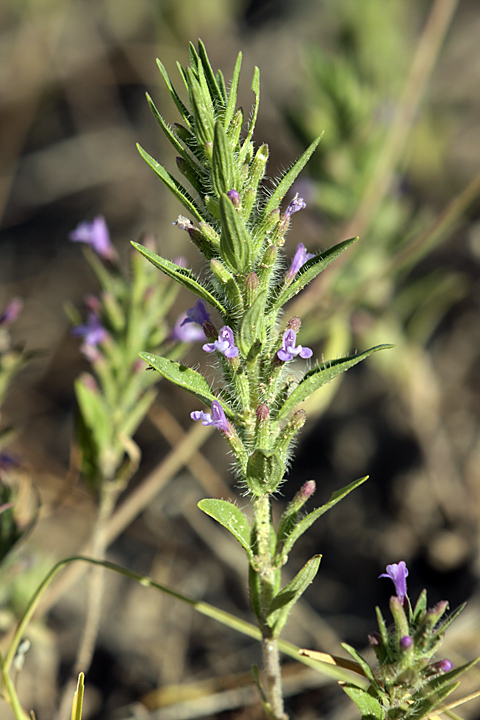 Image of Ziziphora tenuior specimen.