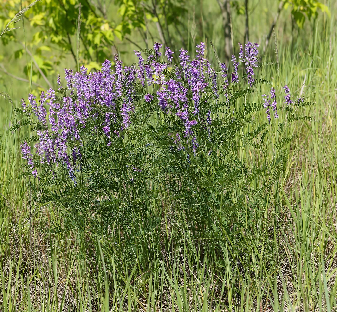 Image of Vicia tenuifolia specimen.