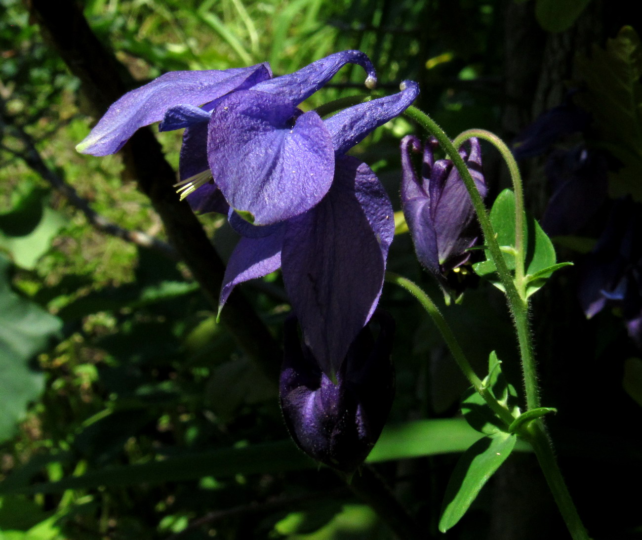 Изображение особи род Aquilegia.