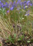 Arabidopsis petraea. Плодоносящие растения. Красноярский край, г. Норильск, окр. р-на Талнах, на склоне горы. 11.07.2020.